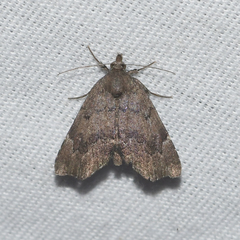 Cutina aluticolor