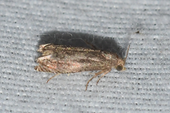 Epiblema minutana