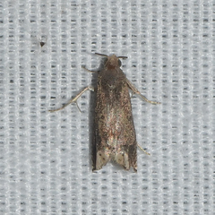 Epiblema minutana