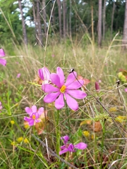 Sabatia gentianoides