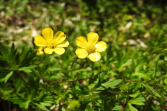 Ranunculus formosa-montanus