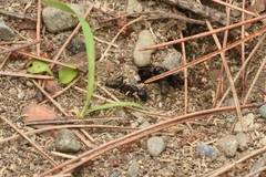 Camponotus atrox