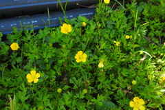 Ranunculus formosa-montanus