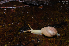 Haploptychius sinensis