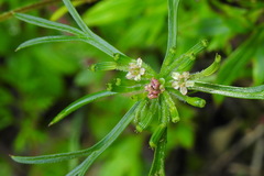 Chaerophyllum involucratum