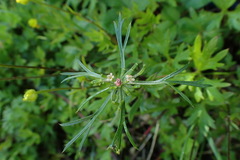 Chaerophyllum involucratum