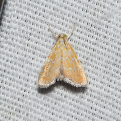 Xanthophysa psychicalis