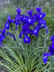 Iris latifolia