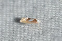 Phyllonorycter fitchella