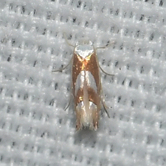 Phyllonorycter fitchella