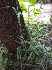 Phalaris arundinacea picta