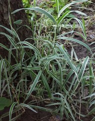 Phalaris arundinacea picta