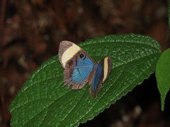 Mesosemia pacifica