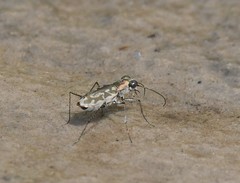 Ellipsoptera hamata