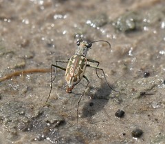 Ellipsoptera hamata