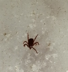 Rhipicephalus sanguineus