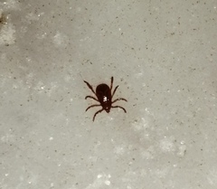 Rhipicephalus sanguineus