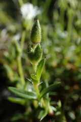 Cerastium morrisonense