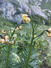 Lilium pyrenaicum