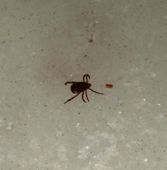 Rhipicephalus sanguineus