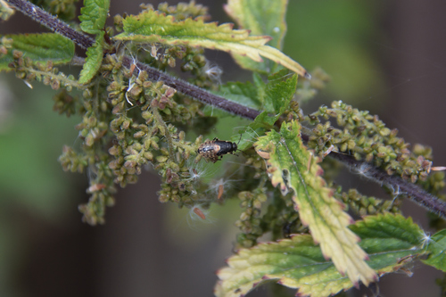 Nettle ground bug, photo 6 of 8