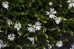 Cerastium morrisonense
