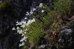 Cerastium morrisonense
