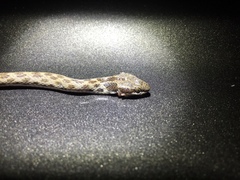 Hypsiglena chlorophaea