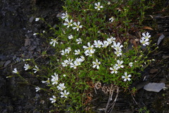 Cerastium morrisonense