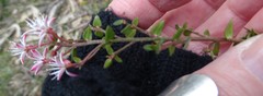 Leionema hillebrandii
