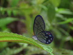 Pseudohaetera mimica