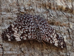 Hamadryas amphinome mazai