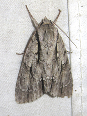 Acronicta texana