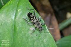 Chlorophorus macaumensis