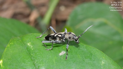 Chlorophorus macaumensis