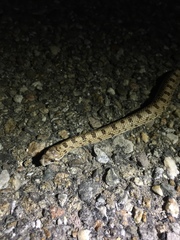 Phyllorhynchus decurtatus