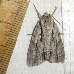 Acronicta texana