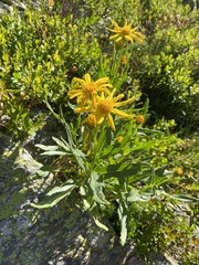 Senecio pyrenaicus