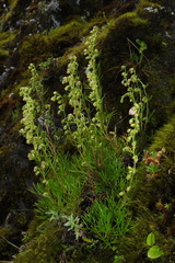 Artemisia morrisonensis