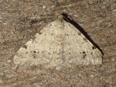 Digrammia pallidata
