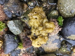 Colpomenia tuberculata