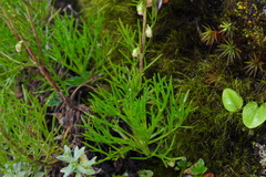 Artemisia morrisonensis