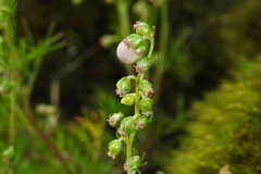 Artemisia morrisonensis