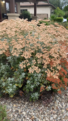 Eriogonum giganteum