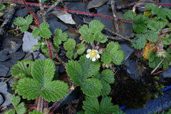 Fragaria hayatae