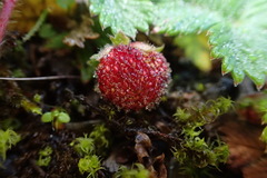Fragaria hayatae