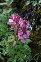 Pedicularis refracta transmorrisonensis
