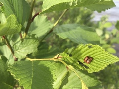 Chrysomela mainensis