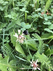 Bombus lapidarius