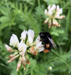Bombus lapidarius